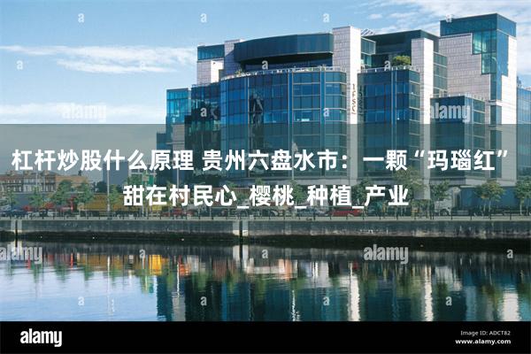 杠杆炒股什么原理 贵州六盘水市:一颗“玛瑙红” 甜在村民心_樱桃_种植_产业